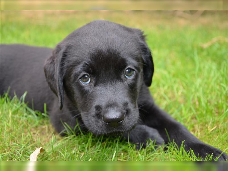 Reinrassige Labradorwelpen (Arbeitslinie)drei schwarze Mädels suchen ein schöne Zuhause