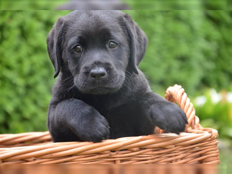 Reinrassige Labradorwelpen (Arbeitslinie)drei schwarze Mädels suchen ein schöne Zuhause