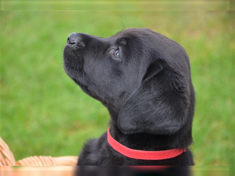 Reinrassige Labradorwelpen (Arbeitslinie)drei schwarze Mädels suchen ein schöne Zuhause