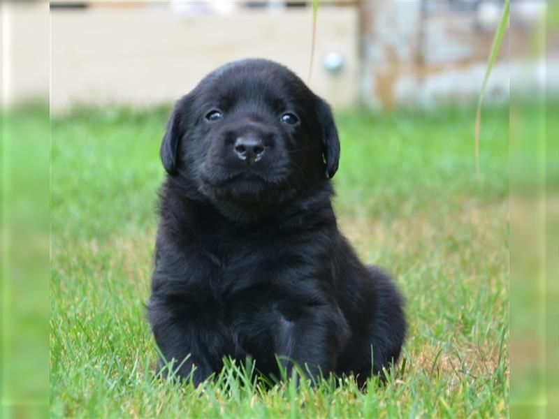 Reinrassige Labradorwelpen (Arbeitslinie)drei schwarze Mädels suchen ein schöne Zuhause