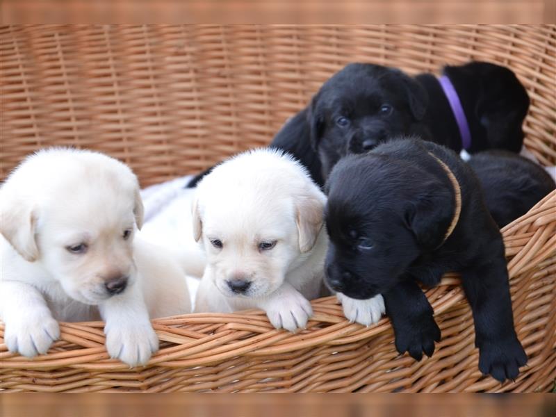 Reinrassige Labradorwelpen (Arbeitslinie)drei schwarze Mädels suchen ein schöne Zuhause