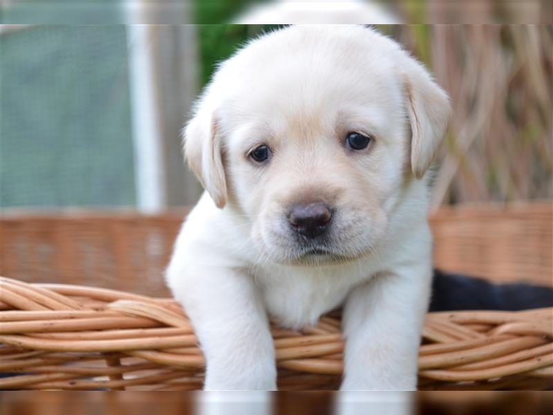 Reinrassige Labradorwelpen (Arbeitslinie)drei schwarze Mädels suchen ein schöne Zuhause