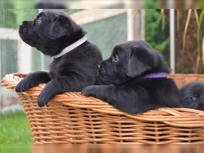 Reinrassige Labradorwelpen (Arbeitslinie)drei schwarze Mädels suchen ein schöne Zuhause