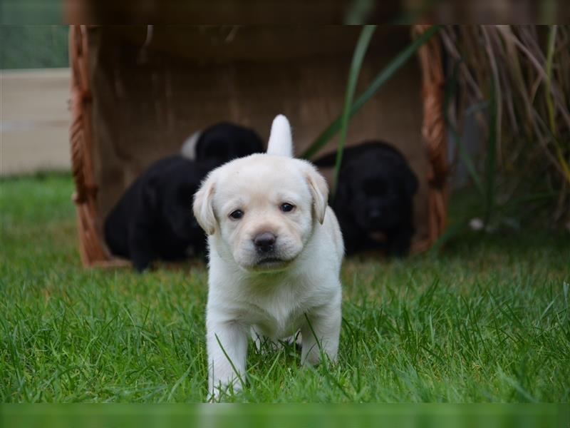 Reinrassige Labradorwelpen (Arbeitslinie)drei schwarze Mädels suchen ein schöne Zuhause