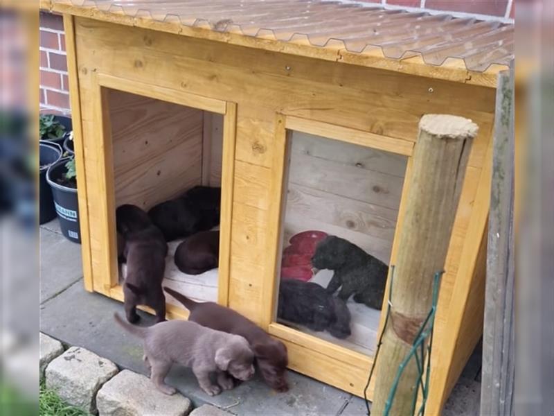 Schoko Labrador Welpen suchen ein tolles Zuhause