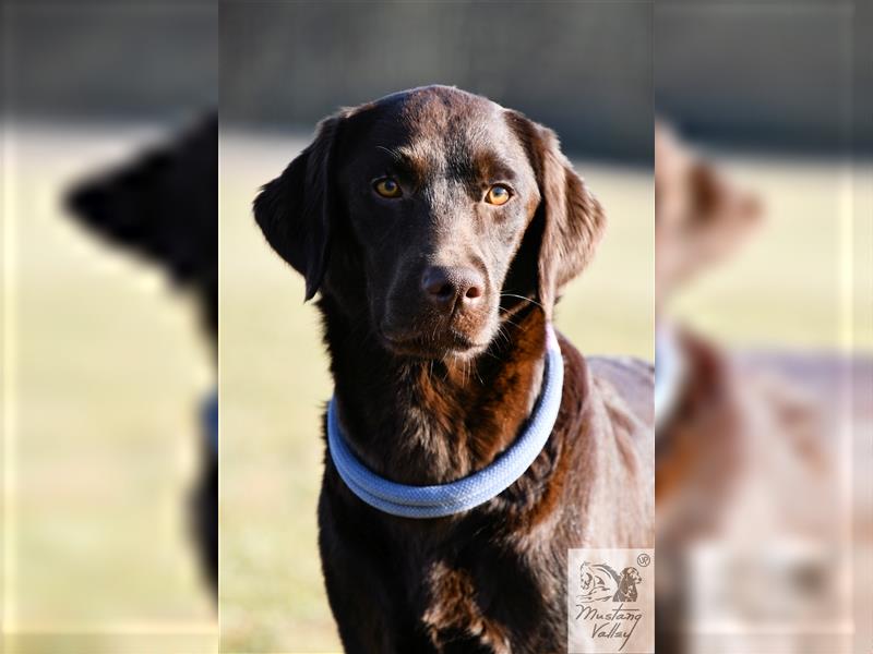 Labrador Welpen - chocolate - aus kontrollierter und erfahrener Zucht