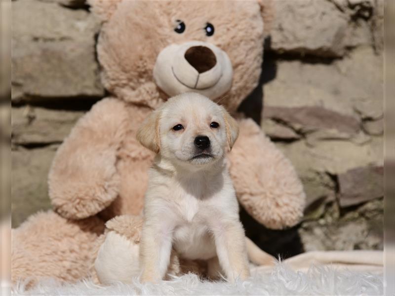 Wunderschöne Labradorwelpen suchen noch ein Zuhause!