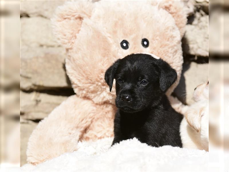 Wunderschöne Labradorwelpen suchen noch ein Zuhause!