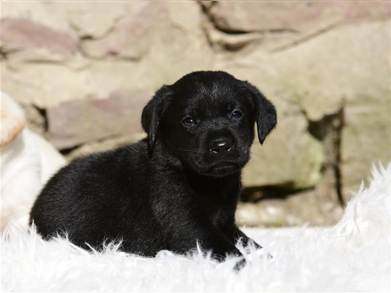 Wunderschöne Labradorwelpen suchen noch ein Zuhause!