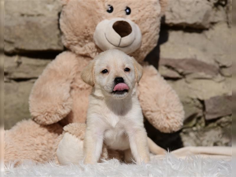 Wunderschöne Labradorwelpen suchen noch ein Zuhause!