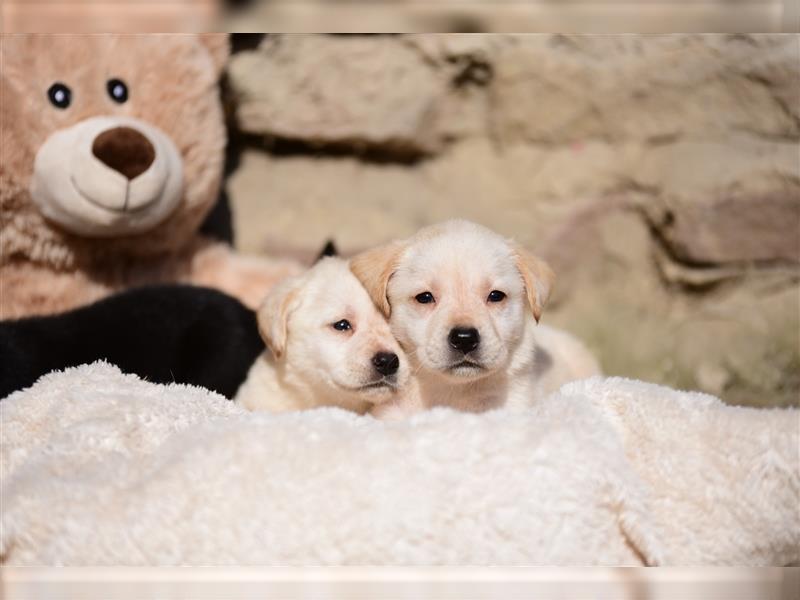 Wunderschöne Labradorwelpen suchen noch ein Zuhause!