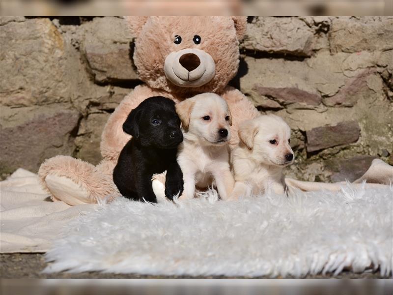 Wunderschöne Labradorwelpen suchen noch ein Zuhause!