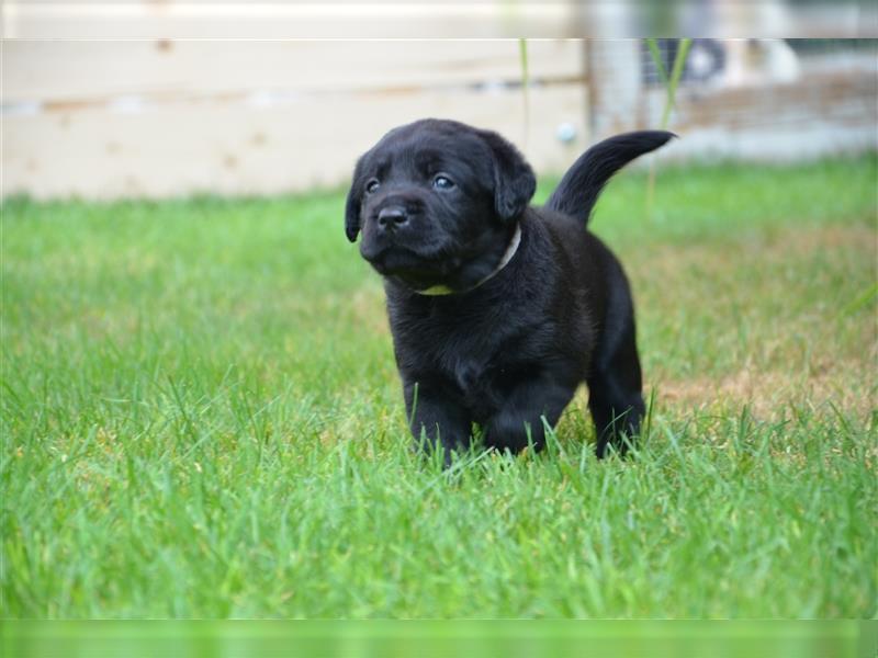 Reinrassige Labradorwelpen (Arbeitslinie)drei schwarze Mädels suchen ein schöne Zuhause