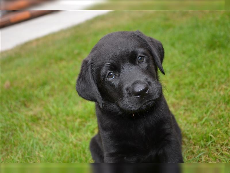 Reinrassige Labradorwelpen (Arbeitslinie)drei schwarze Mädels suchen ein schöne Zuhause