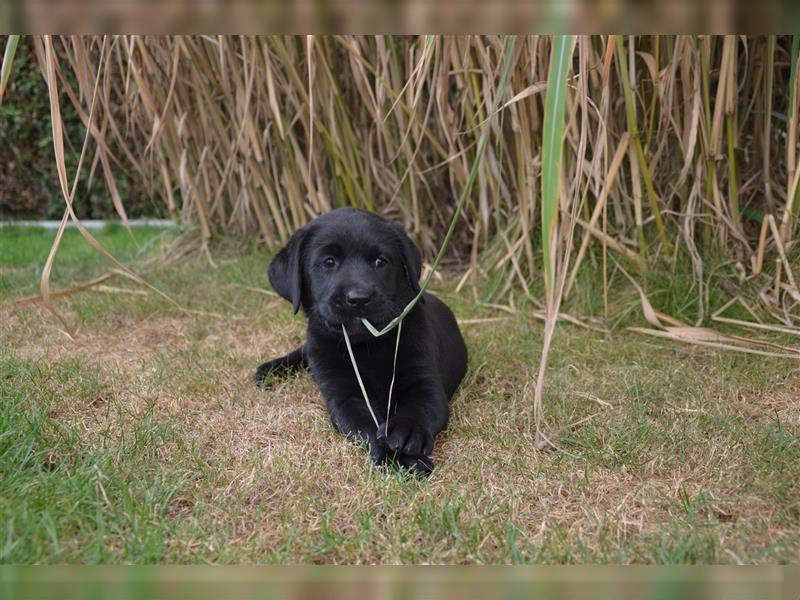 Reinrassige Labradorwelpen (Arbeitslinie)drei schwarze Mädels suchen ein schöne Zuhause