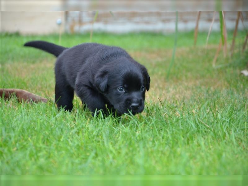 Reinrassige Labradorwelpen (Arbeitslinie)drei schwarze Mädels suchen ein schöne Zuhause