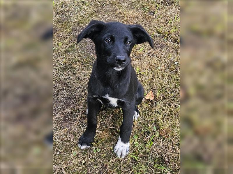 Samojede-Labrador Welpen