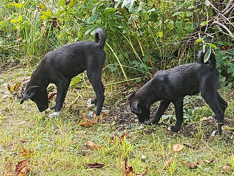 Samojede-Labrador Welpen