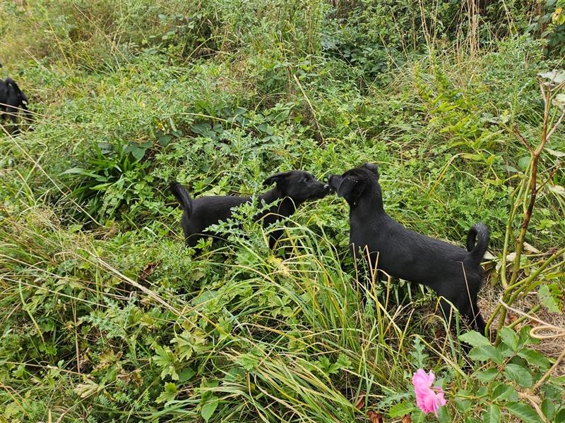 Samojede-Labrador Welpen