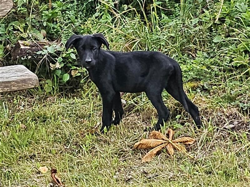 Samojede-Labrador Welpen