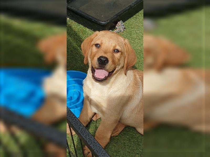 Labrador Welpe Kenny sucht immernoch seine "für immer" Familie