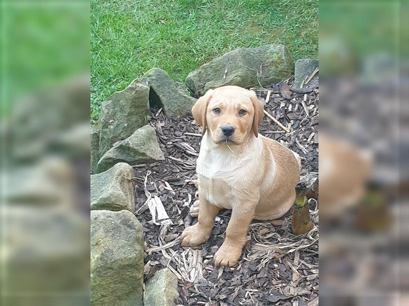 Labrador Welpe Kenny sucht immernoch seine "für immer" Familie