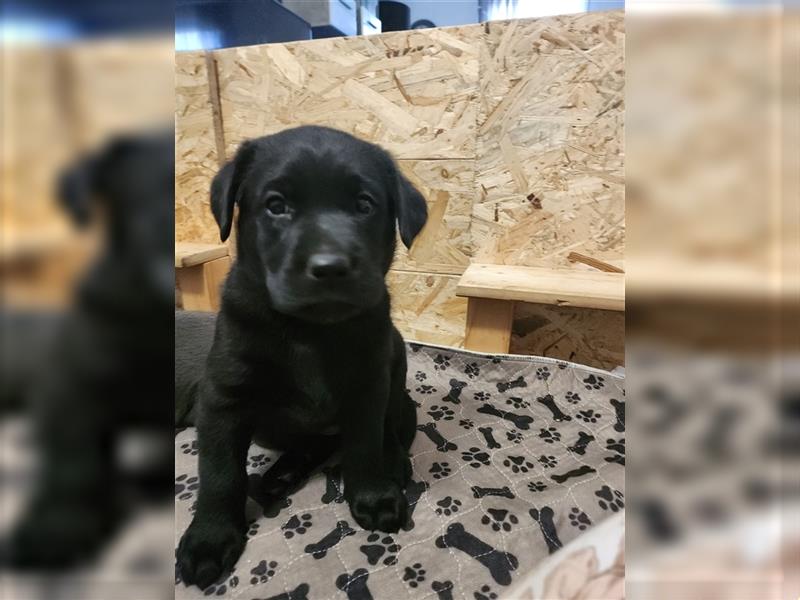 Labrador in Charcoral und Schwarz