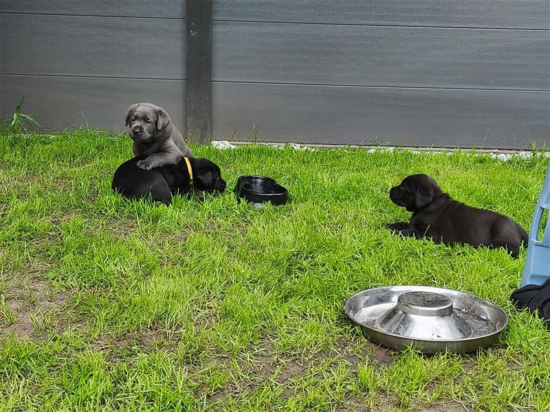 Labrador in Charcoral und Schwarz