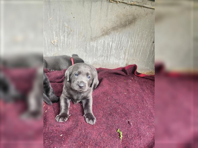 Labrador in Charcoral und Schwarz