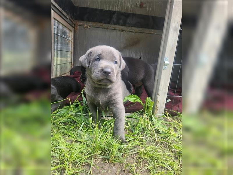 Labrador in Charcoral und Schwarz