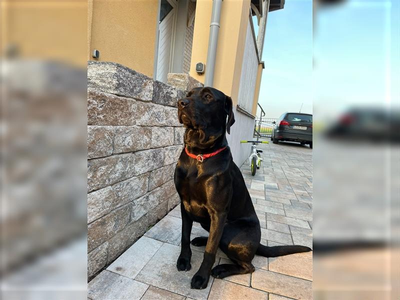 Labrador in Charcoral und Schwarz