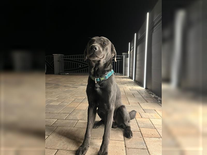 Labrador in Charcoral und Schwarz