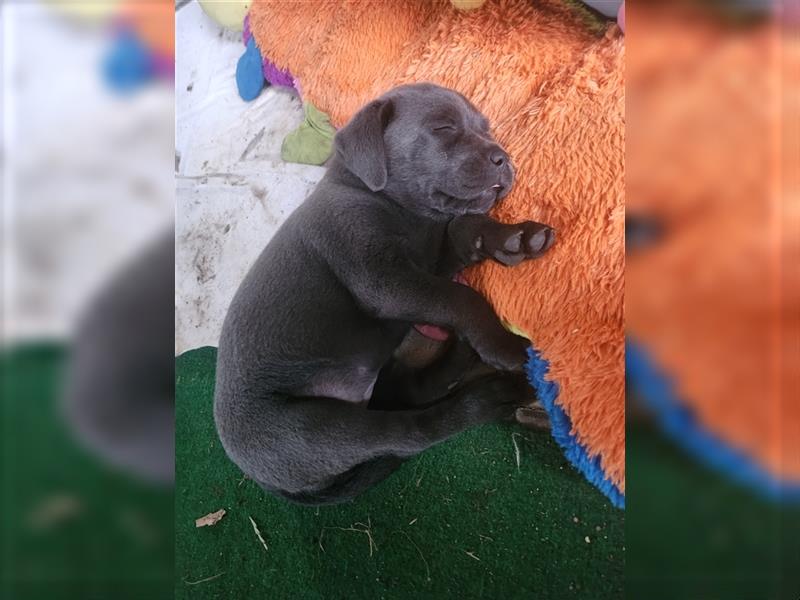 Labrador in Charcoral und Schwarz