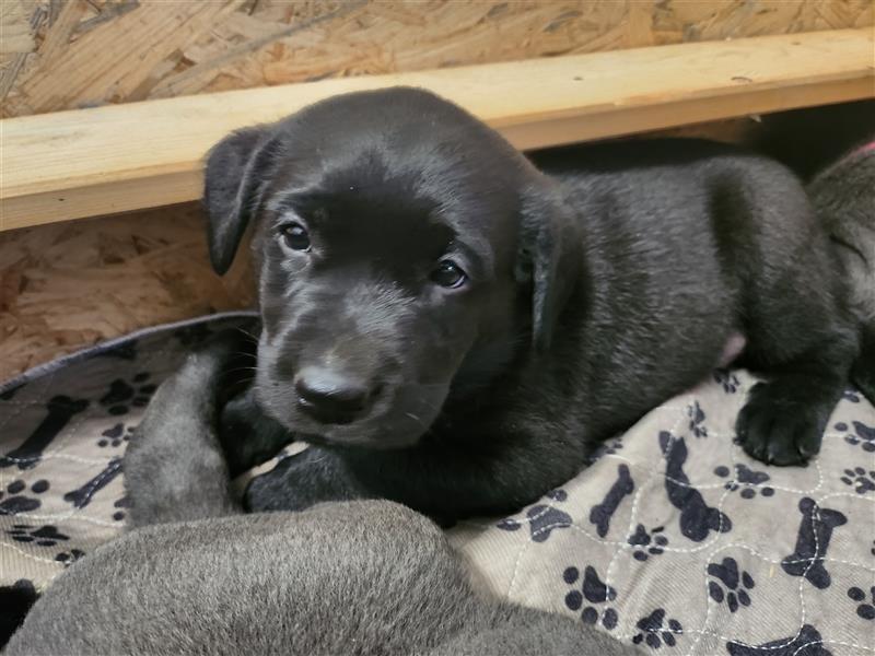 Labrador in Charcoral und Schwarz