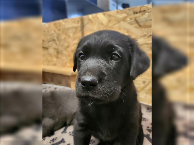 Labrador in Charcoral und Schwarz