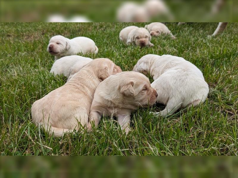 Wunderschöne Labradorwelpen