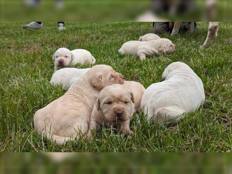 Wunderschöne Labradorwelpen