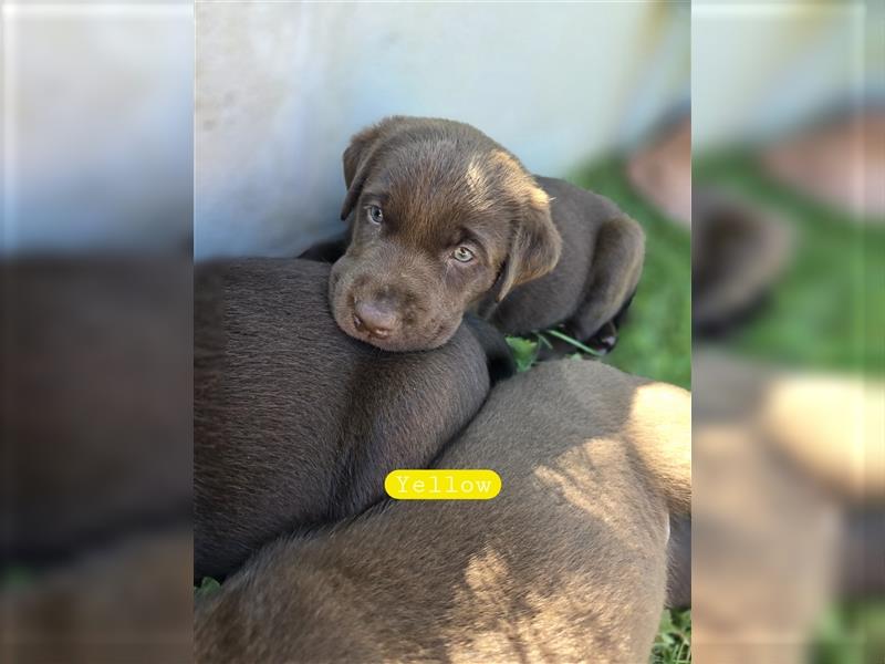 Reinrassige Labrador Welpen ( Braun + Silber)