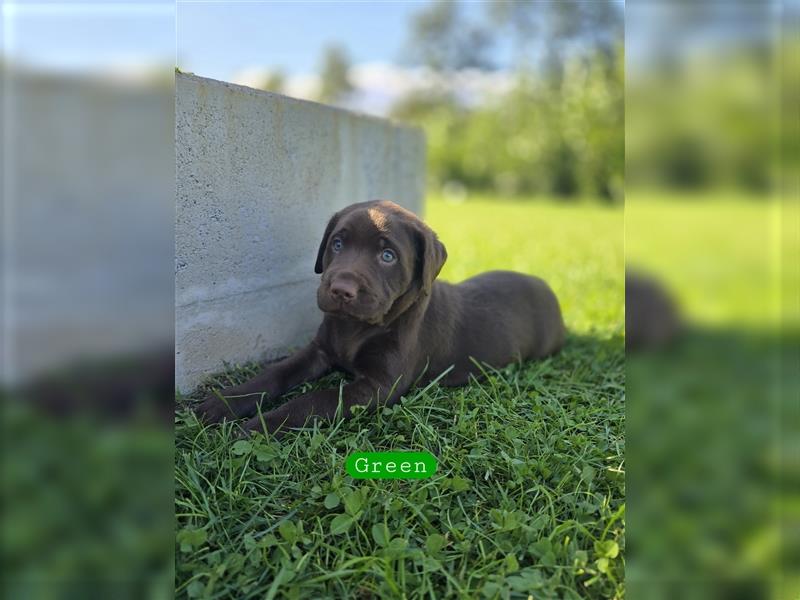 Reinrassige Labrador Welpen ( Braun + Silber)