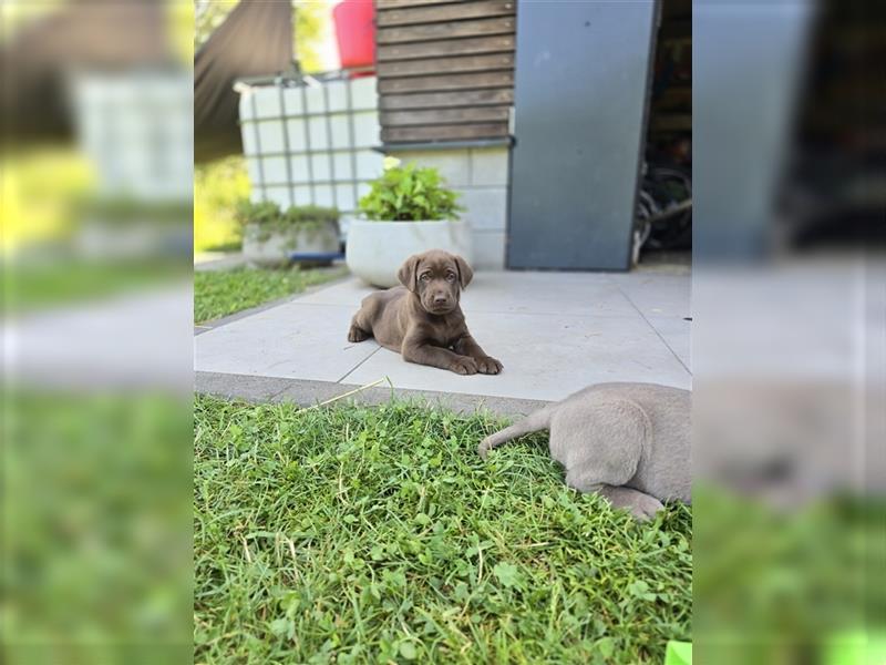 Reinrassige Labrador Welpen ( Braun + Silber)