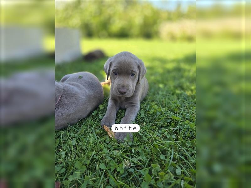 Reinrassige Labrador Welpen ( Braun + Silber)