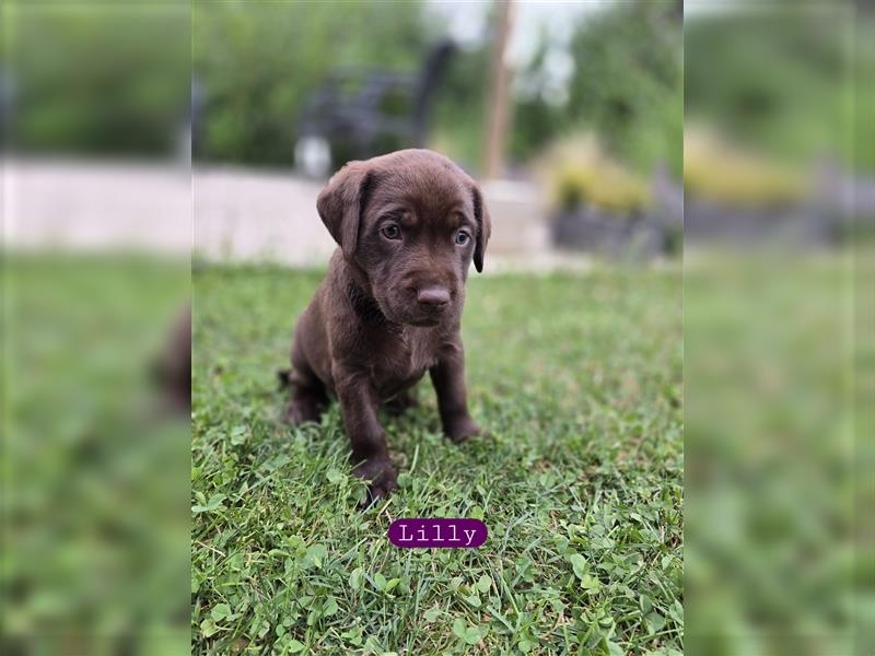 Reinrassige Labrador Welpen ( Braun + Silber)