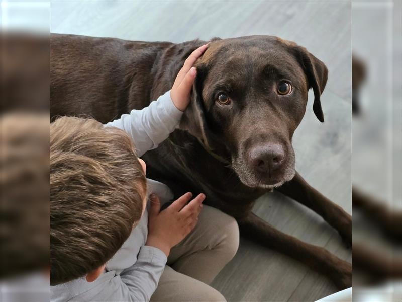 Reinrassige Labrador Welpen ( Braun + Silber)