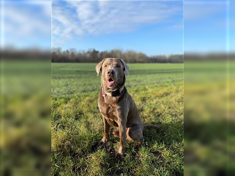 Reinrassige Labrador Welpen ( Braun + Silber)