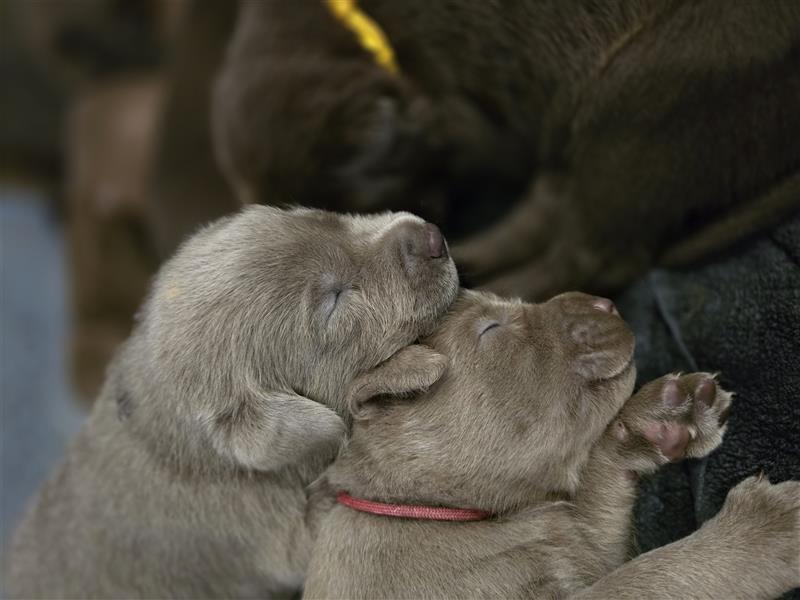 Reinrassige Labrador Welpen ( Braun + Silber)