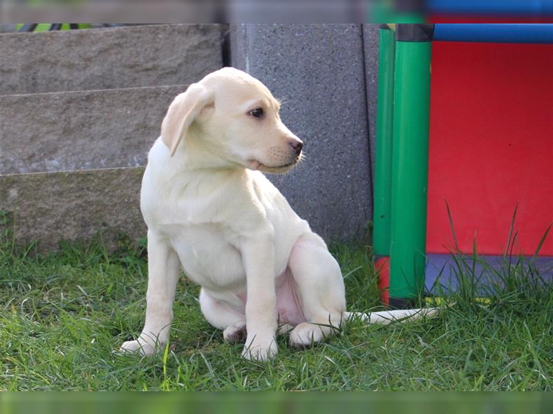 Reinrassige Labrador Welpen mit Ahnentafel können ausziehen