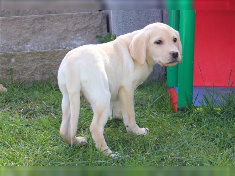 Reinrassige Labrador Welpen mit Ahnentafel können ausziehen