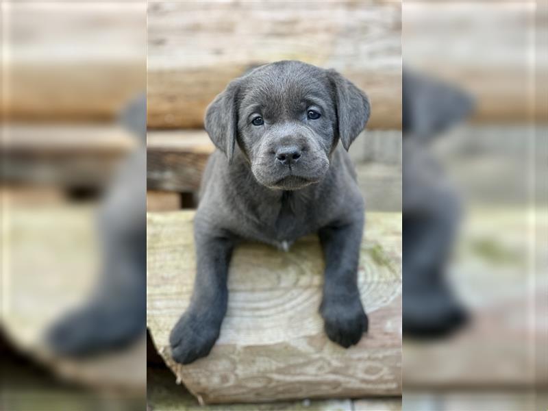 Wunderschöne Labrador Welpen in silver, charcoal und blond