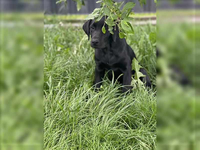 Labrador Welpen - Kerngesund - sofort Einzugsbereit