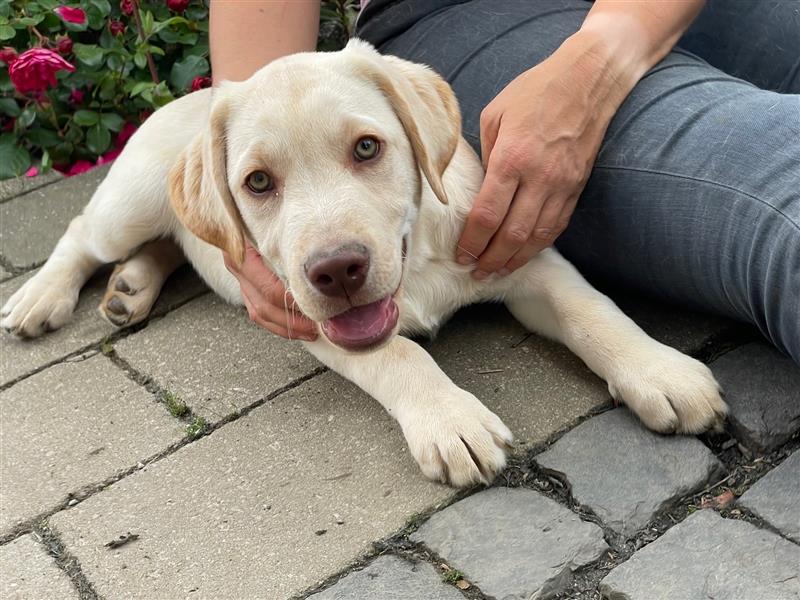 Labradorwelpen Arbeitslinie **reinrassig mit Ahnentafel**